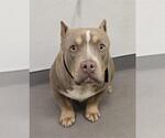 Small American Pit Bull Terrier