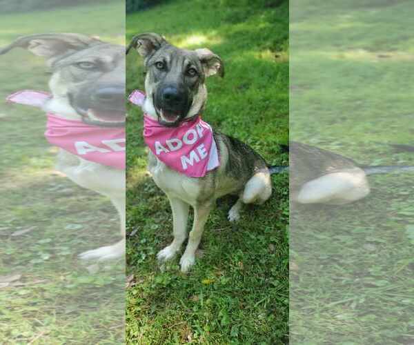 Medium Photo #2 Mutt Puppy For Sale in Bardstown, KY, USA