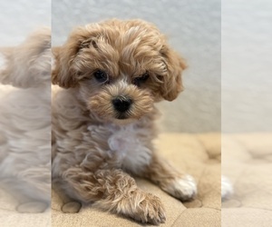 Maltipoo Puppy for sale in CEDAR PARK, TX, USA