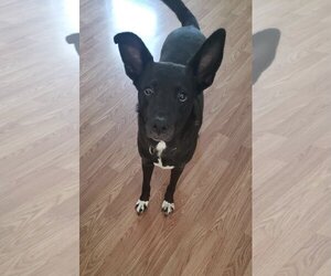Lacey - Female Shepradors Dog for Adoption - Photo #2