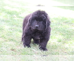 Small #1 Newfoundland