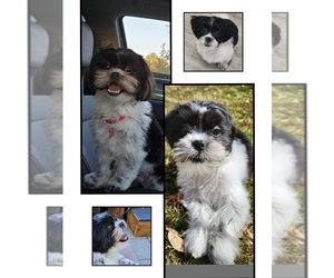 Shih Tzu Puppy for sale in SPOKANE VALLEY, WA, USA