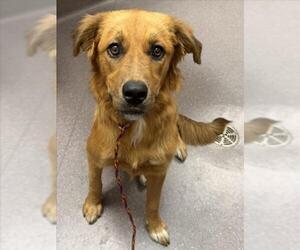 Golden Shepherd Dogs for adoption in Tracy, CA, USA