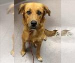 Small Golden Shepherd
