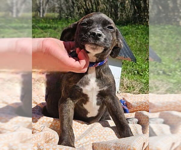 Medium Photo #1 Boston Huahua Puppy For Sale in Wakefield, RI, USA