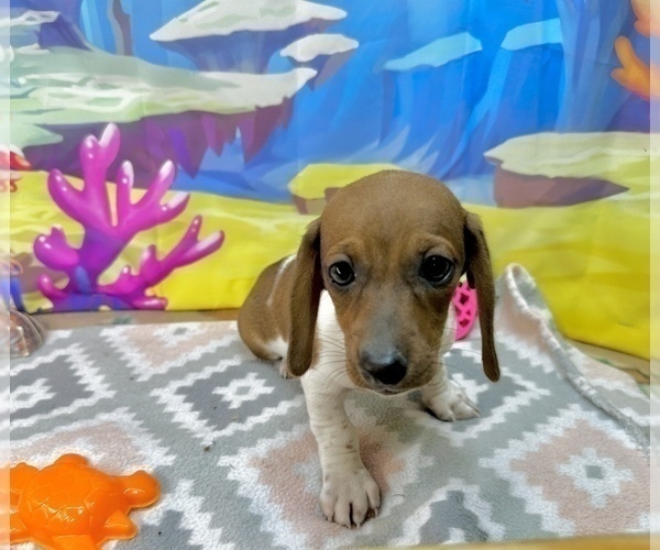 Medium Photo #9 Dachshund Puppy For Sale in CASSVILLE, MO, USA