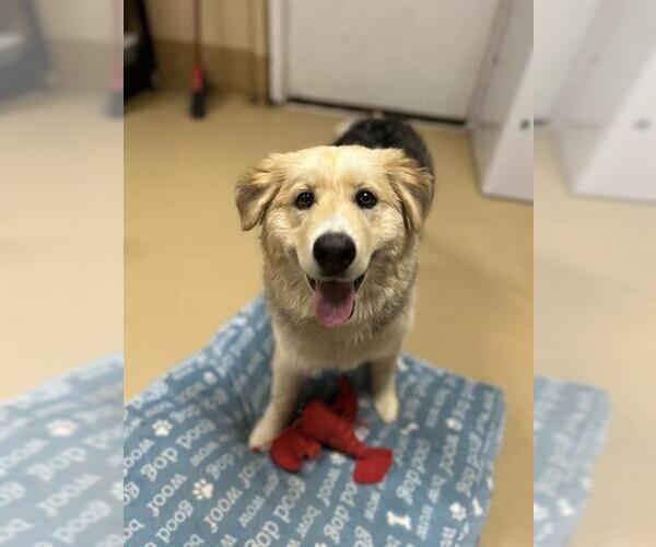 Medium Photo #1 Australian Shepherd-Unknown Mix Puppy For Sale in Chula Vista, CA, USA