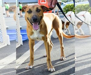 German Shepherd Dog-Rat Terrier Mix Dogs for adoption in Royal Palm Beach, FL, USA
