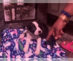 Small Photo #42 Boston Terrier-Collie Mix Puppy For Sale in COLUMBUS, OH, USA