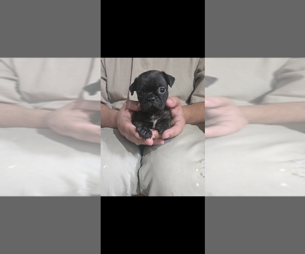 Medium Photo #11 Buggs Puppy For Sale in INDIANAPOLIS, IN, USA