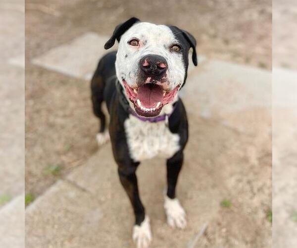 Medium Photo #3 Mutt Puppy For Sale in Aurora, CO, USA