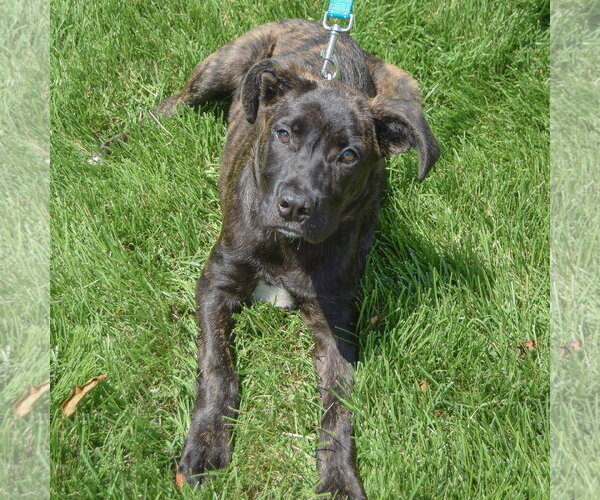 Medium Photo #4 Holland Shepherd-Unknown Mix Puppy For Sale in Huntley, IL, USA