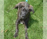 Small #3 Holland Shepherd Mix