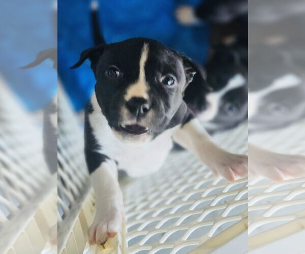 Medium Photo #4 Labrador Retriever-Unknown Mix Puppy For Sale in Princeton, MN, USA