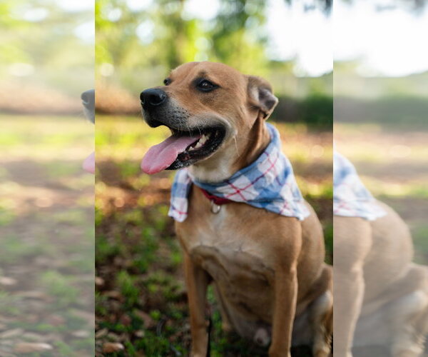 Medium Photo #5 Mutt Puppy For Sale in  Gainesville, FL, USA