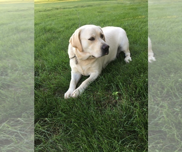 Medium Photo #1 Labrador Retriever Puppy For Sale in GAP, PA, USA