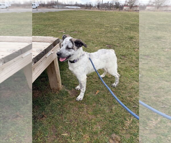 Medium Photo #4 Great Pyrenees-Unknown Mix Puppy For Sale in Pierceton , IN, USA