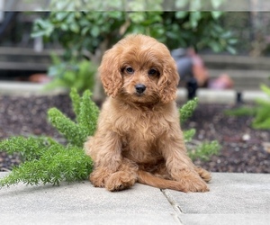 Cavalier King Charles Spaniel-Poodle (Toy) Mix Puppy for sale in HOUSTON, TX, USA