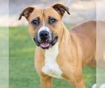 Small American Pit Bull Terrier