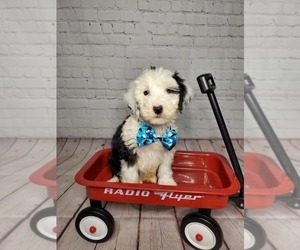 Sheepadoodle Puppy for sale in GOSHEN, IN, USA