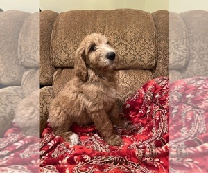 Medium Goldendoodle