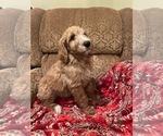 Puppy Snickerdoodle Goldendoodle