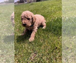Goldendoodle (Miniature) Puppy for sale in LAGRANGE, IN, USA