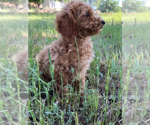 Medium Photo #7 Poodle (Toy) Puppy For Sale in AUBURN, CA, USA