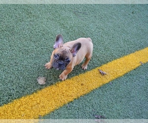 French Bulldog Puppy for sale in CALDWELL, NJ, USA