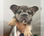 Small Photo #7 French Bulldog Puppy For Sale in HENDERSON, NV, USA