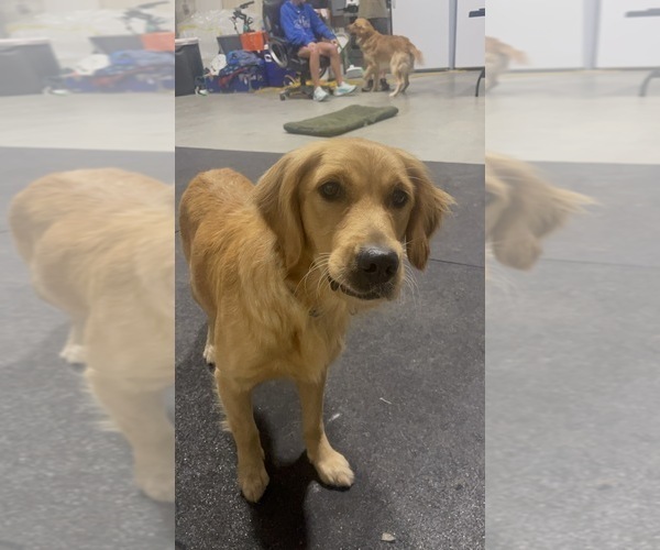 Medium Photo #1 Golden Retriever Puppy For Sale in MAGNOLIA, TX, USA