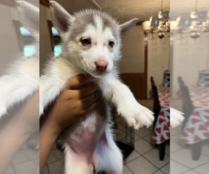 Alaskan Husky-Siberian Husky Mix Puppy for sale in MESQUITE, TX, USA