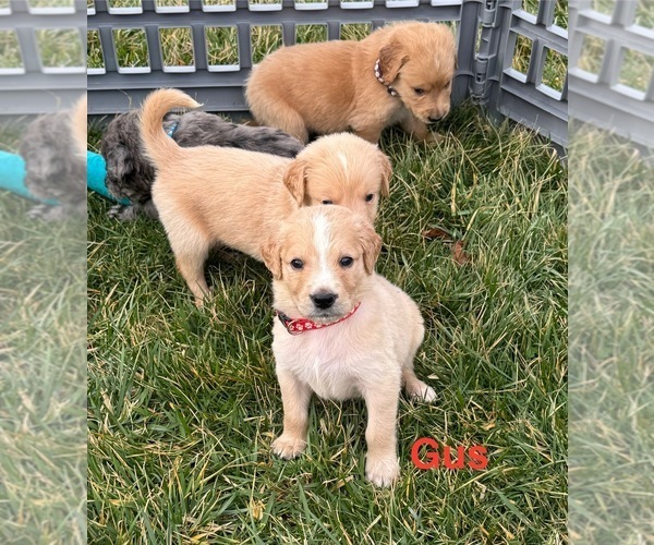 Medium Photo #19 Australian Retriever Puppy For Sale in NEWCOMERSTOWN, OH, USA