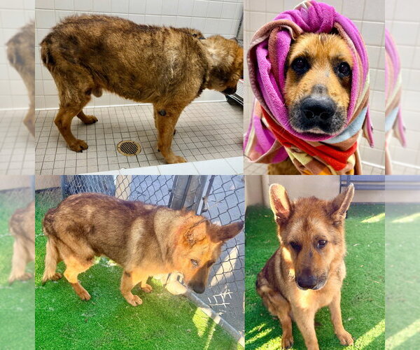 Medium Photo #3 German Shepherd Dog Puppy For Sale in Cupertino, CA, USA