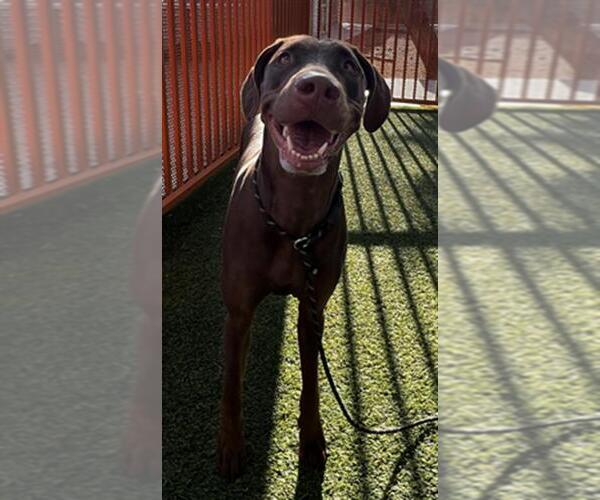 Medium Photo #1 Doberman Pinscher-Unknown Mix Puppy For Sale in Las Vegas, NV, USA
