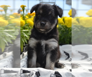 Medium Alaskan Klee Kai-Pomeranian Mix