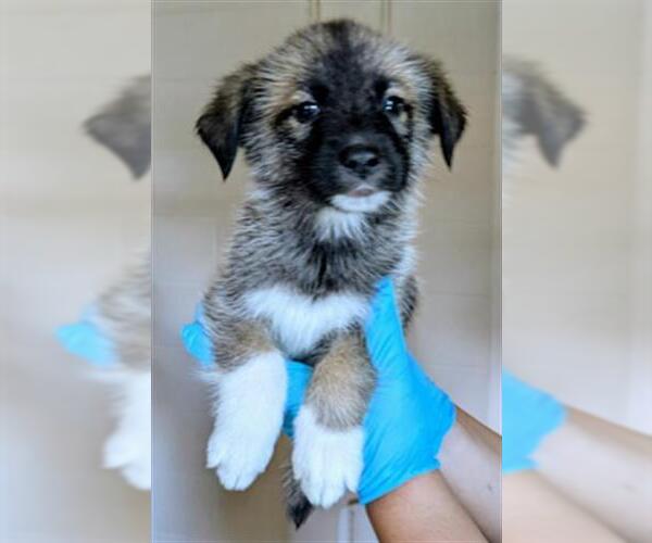 Medium Photo #1 Gerberian Shepsky Puppy For Sale in Frisco, CO, USA