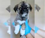 Small Gerberian Shepsky