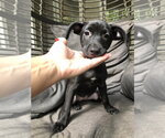 Small #15 Labrador Retriever