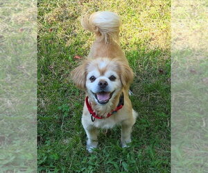 Pekingese Dogs for adoption in Arlington, VA, USA