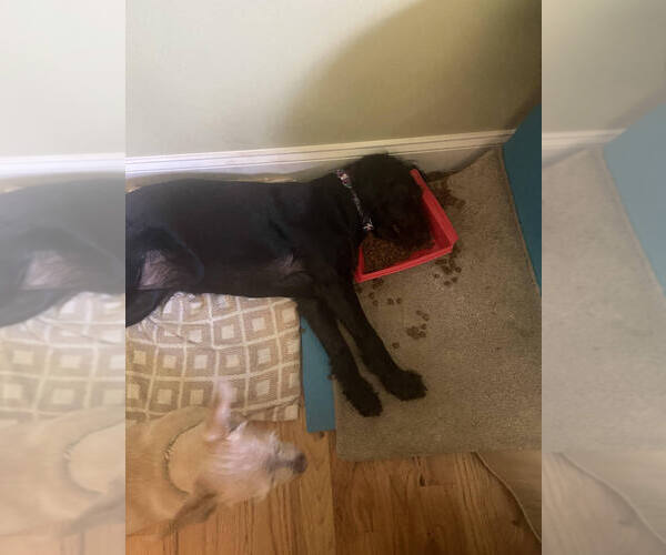 Medium Photo #2 Labrador Retriever-Unknown Mix Puppy For Sale in Candler, NC, USA