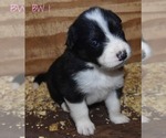 Small Photo #1 Border Collie Puppy For Sale in WHITE SALMON, WA, USA