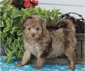 Miniature American Shepherd-Poodle (Miniature) Mix Puppy for sale in FREDERICKSBURG, OH, USA