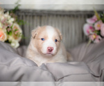 Small #2 Border Collie