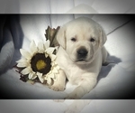 Small Photo #4 Labrador Retriever Puppy For Sale in FOUNTAIN, CO, USA