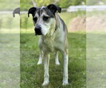 Small #1 Mutt