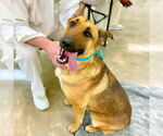 Small #5 German Shepherd Dog Mix