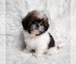 Image preview for Ad Listing. Nickname: Sheba