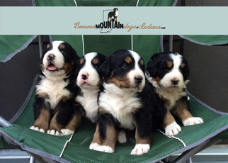 Bernese Mountain Dog Puppy for sale in COLUMBUS, IN, USA