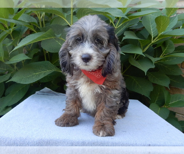 Medium Photo #9 Cock-A-Poo Puppy For Sale in MILLERSBURG, OH, USA
